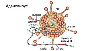 Adenovirus infesiyasi qo'zg'atuvchisi, yuqishi va davolash